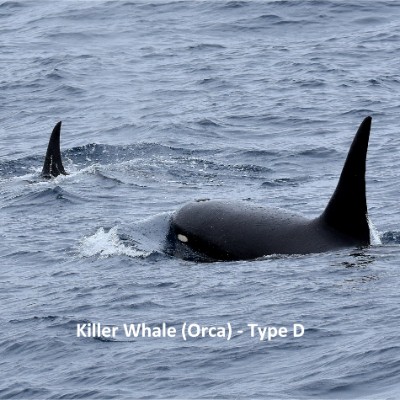 Killer Whale (Orca) - Type D
